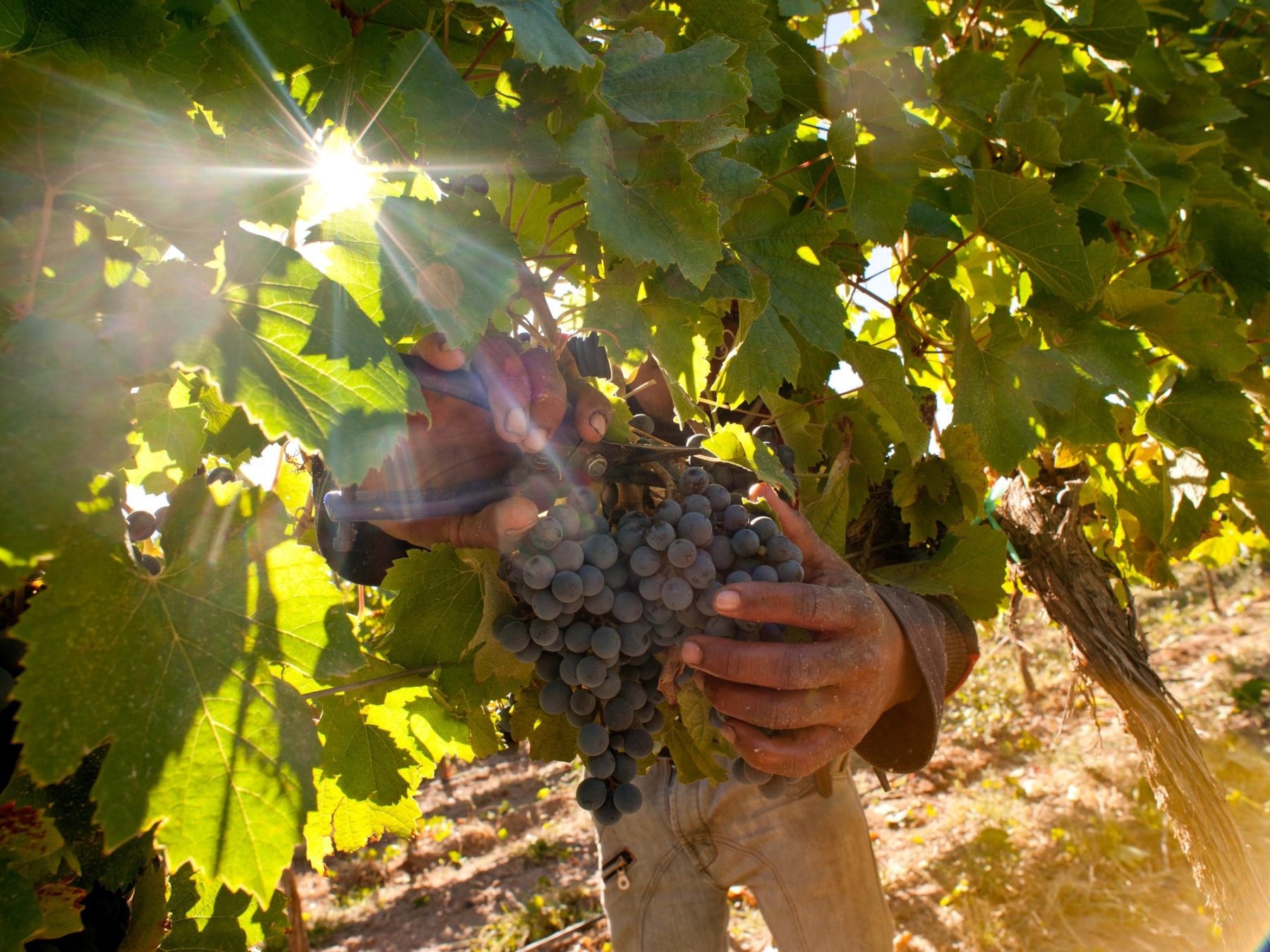 Bodegas de Neuquén y Río Negro, en busca de certificar sus prácticas sostenibles.