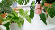 Imagen de Las mejores plantas de interior para purificar el aire en tu casa: crecen rápido y no necesitan grandes cuidados