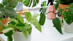 Las mejores plantas de interior para purificar el aire en tu casa: crecen rápido y no necesitan grandes cuidados