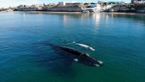 El ballenato blanco que sorprende a todos se mostró en las playas de Las Grutas