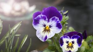 Cinco plantas con flores que aguantan el frío y son fáciles de cuidar