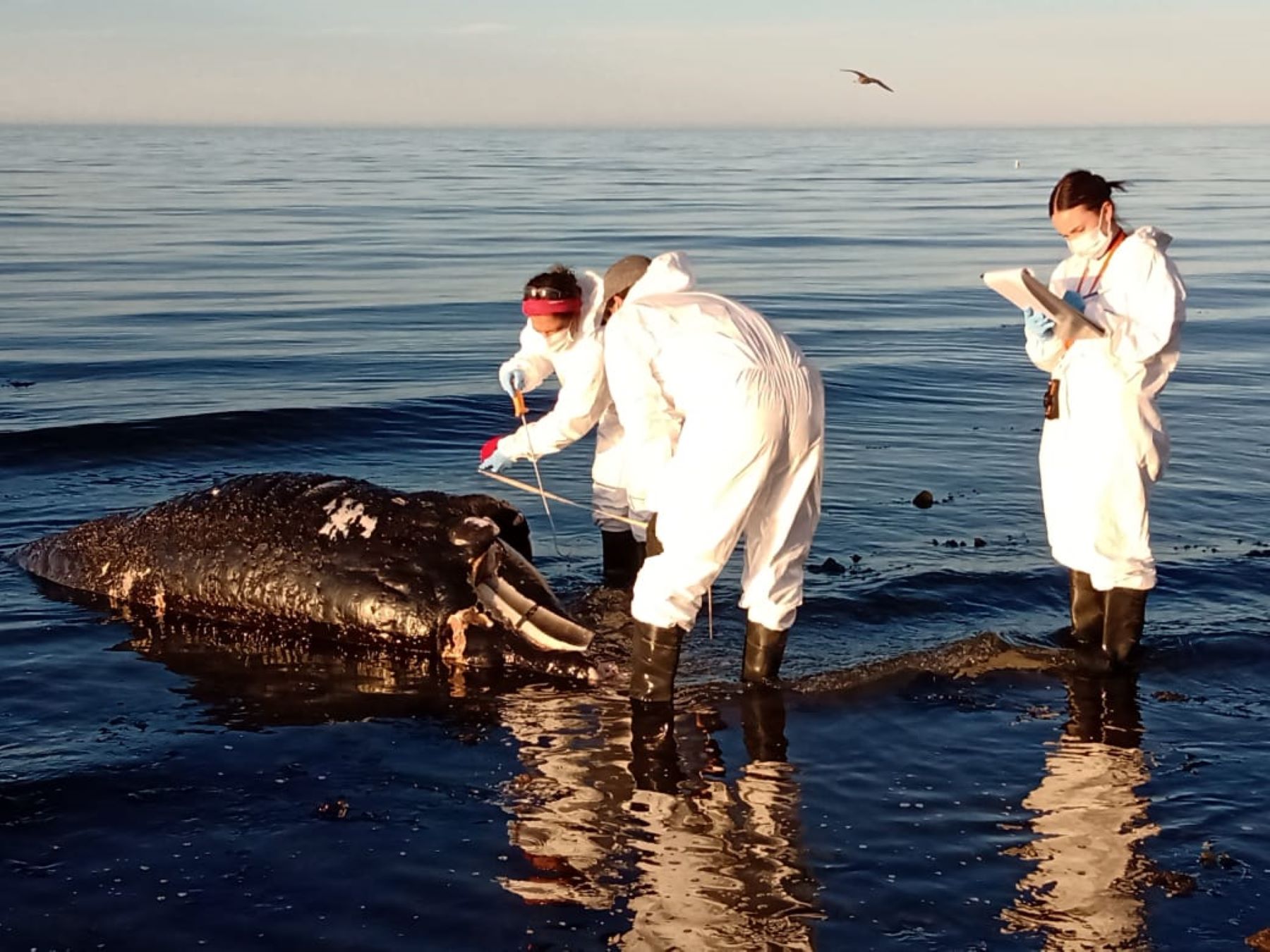 Los científicos que realizaron la necropsia de uno de los ballenatos. Este animal apareció ayer, en playa Káiser