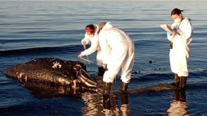 Dos ballenatos aparecieron muertos con diferencia de días en las playas de Puerto Madryn, Chubut