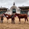 Imagen de Los caballos con rulos de Río Negro, únicos en América del Sur, son furor en la Expo Rural 2024