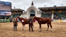 Imagen de Los caballos con rulos de Río Negro, únicos en América del Sur, son furor en la Expo Rural 2024