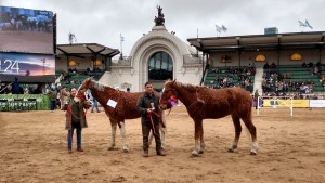 Los caballos con rulos de Río Negro, únicos en América del Sur, son furor en la Expo Rural 2024