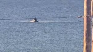 Video | ¡Impresionante vista! Desde su casa en Las Grutas, captó a estas ballenas divertiéndose en la costa