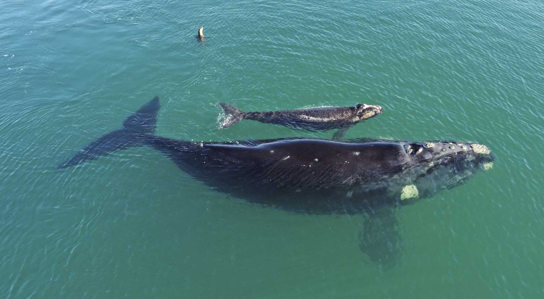 Cada vez hay más ballenas francas con sus crías en el Golfo San Matías. Enteráte por qué se da este fenómeno