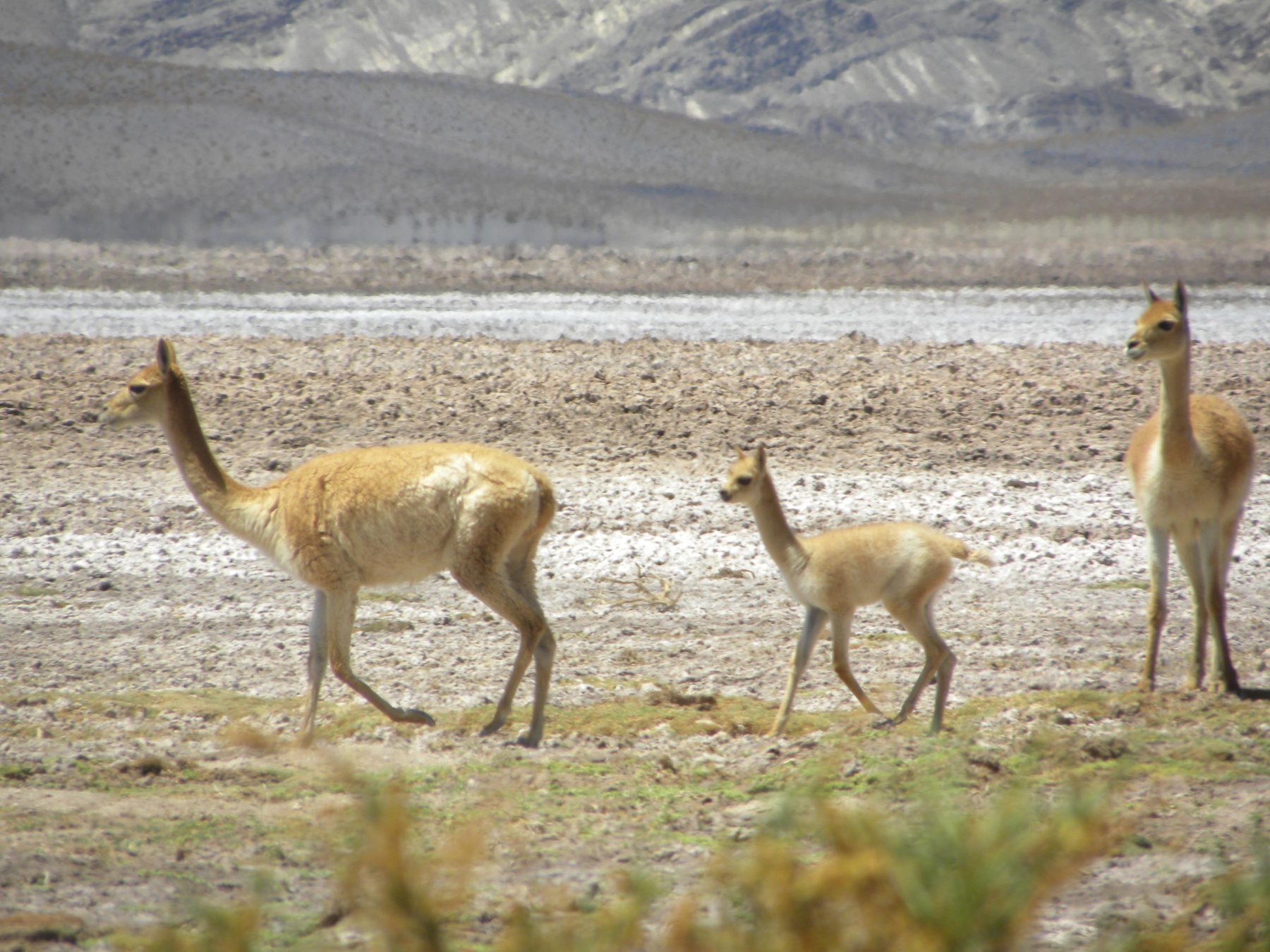 Codiciada. La fibra de vicuña se caracteriza por su altísimo valor y los limitados volúmenes producidos a nivel mundial.