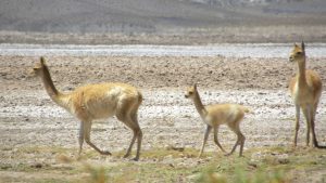 Fibra de vicuña: por qué es un producto tan codiciado y cuáles son las claves para el agregado de valor local