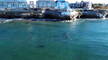 Imagen de Video | Las Grutas y su mágico desfile de vacaciones de invierno: así pasan los delfines frente a los acantilados