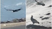 Imagen de Video | ¡Impresionante! Un camionero iba por una ruta camino a Chile y captó a dos majestuosos cóndores