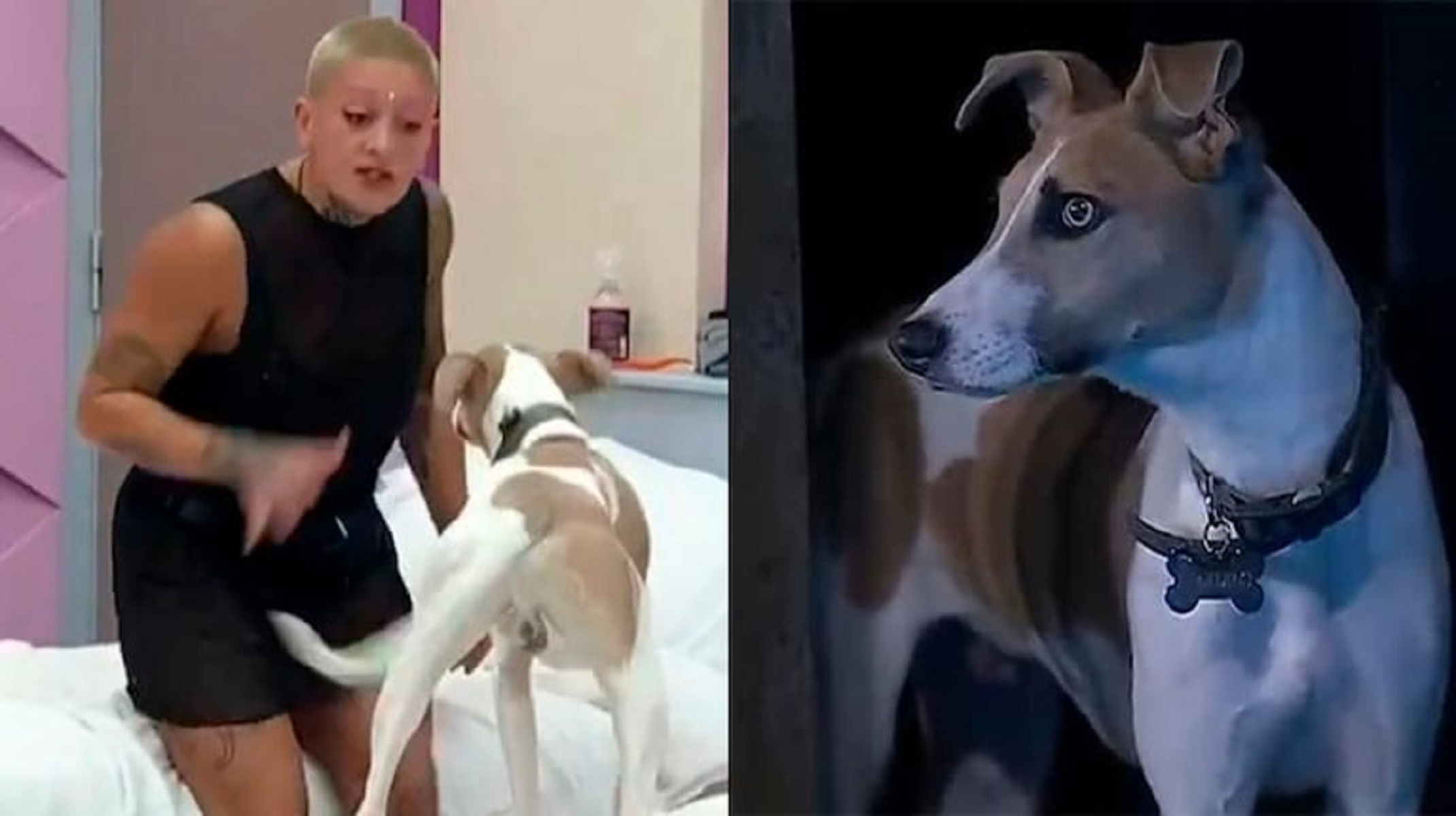 Gran Hermano fue duramente criticado por el entorno violento que propiciaba Furia para el perro Arturo. 