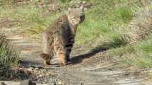 Imagen de Los misterios del gato de Pajonal: investigan al felino más pequeño de la estepa en la Patagonia