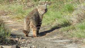 Los misterios del gato de Pajonal: investigan al felino más pequeño de la estepa en la Patagonia