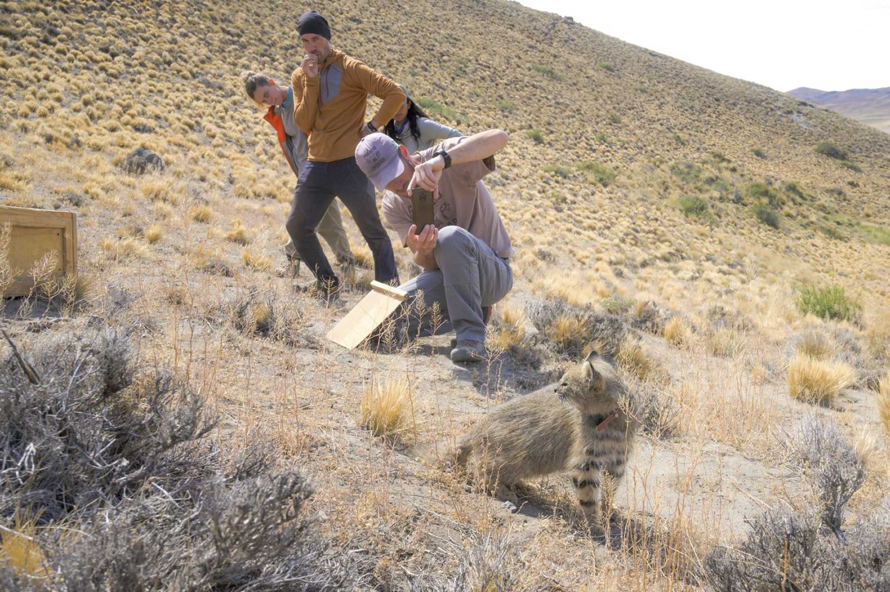 El gato de Pajonal es foco de estudio y proyectos de conservación en la región. Foto: gentileza.