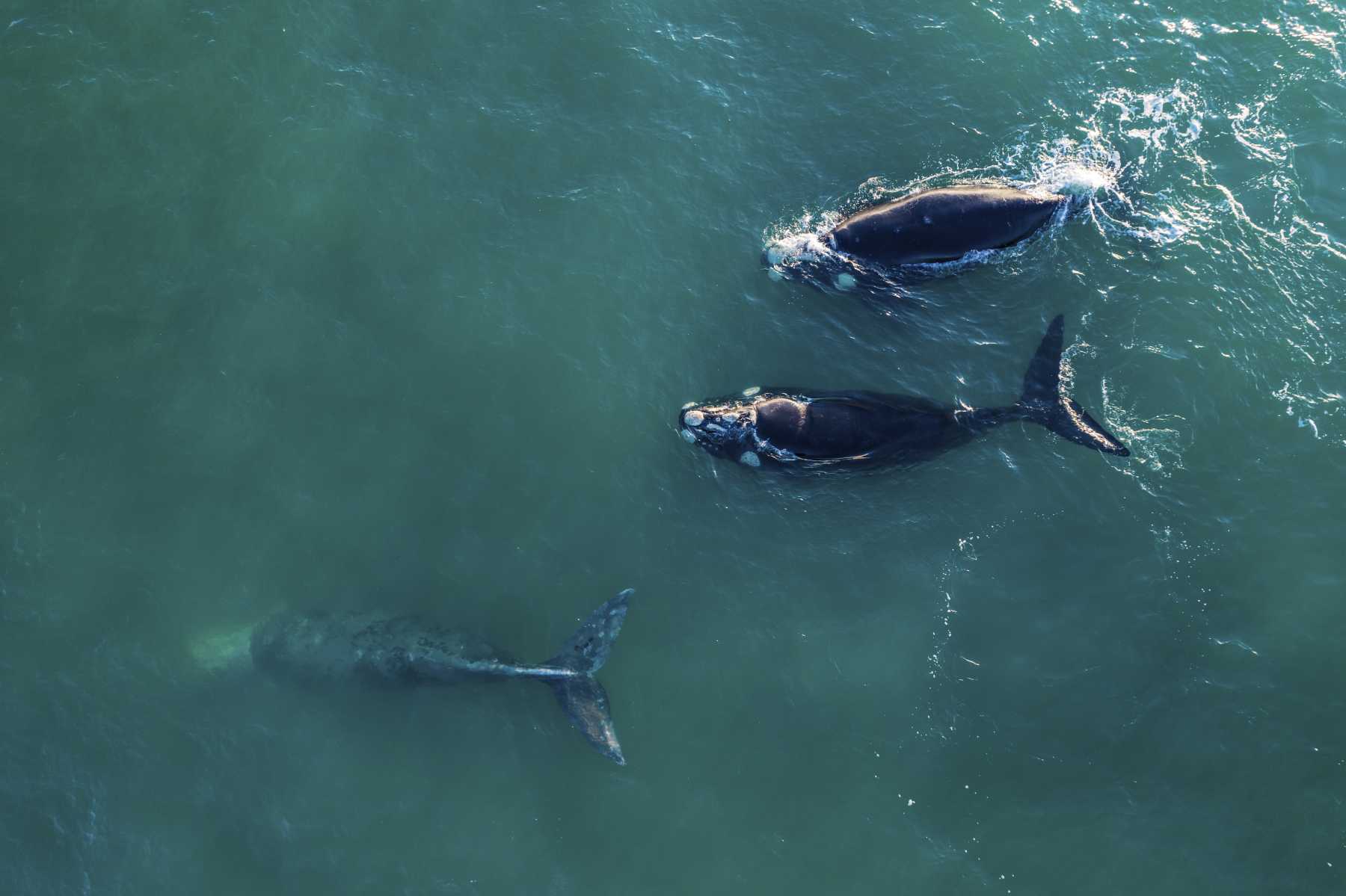 Las ballenas siguen asombrando en Las Grutas. Esta vez se mostraron cerca de las bajadas céntricas. Fotos: Maxi Cartes