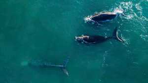 Las Grutas: 15 ballenas pasaron cerca de la costa y el video es tan lindo que te vas a tentar con ir en vacaciones de invierno