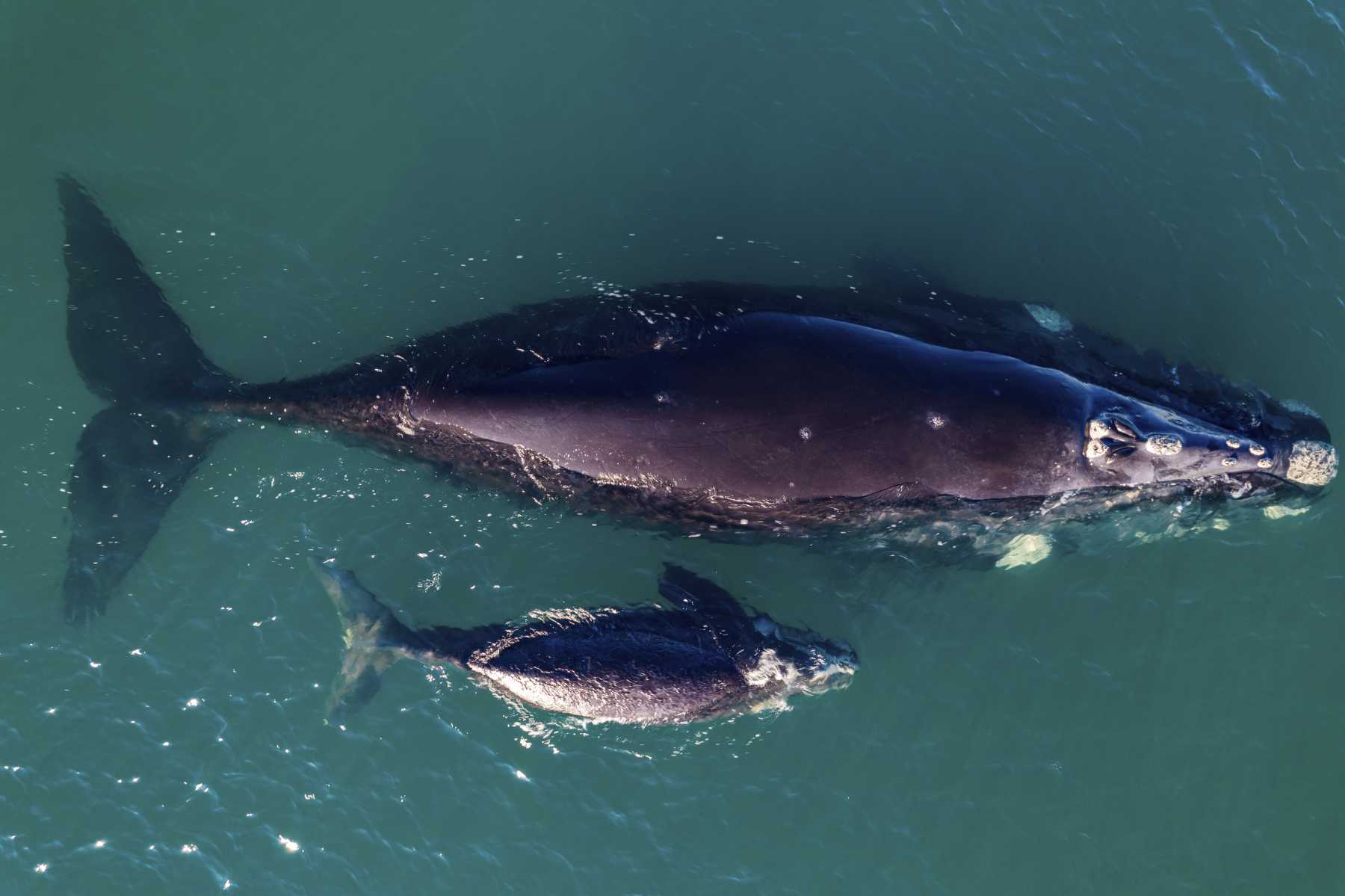 Más lindo imposible. La ballena y su cría en las cálidas aguas del Golfo San Matías, al norte de la Patagonia. Fotos: Maxi Cartes.