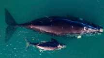 Imagen de Las Grutas inolvidable: la ballena, su cría y el video más tierno de las vacaciones de invierno en la Patagonia