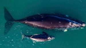 Las Grutas inolvidable: la ballena, su cría y el video más tierno de las vacaciones de invierno en la Patagonia