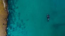 Imagen de Por qué Las Grutas es una gran opción para ver a las ballenas en estas vacaciones de invierno