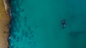 Por qué Las Grutas es una gran opción para ver a las ballenas en estas vacaciones de invierno