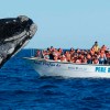 Imagen de Tras el último aumento, la excursión para avistar ballenas en Puerto Madryn cuesta casi 100 mil pesos