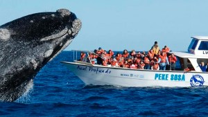 Tras el último aumento, la excursión para avistar ballenas en Puerto Madryn cuesta casi 100 mil pesos