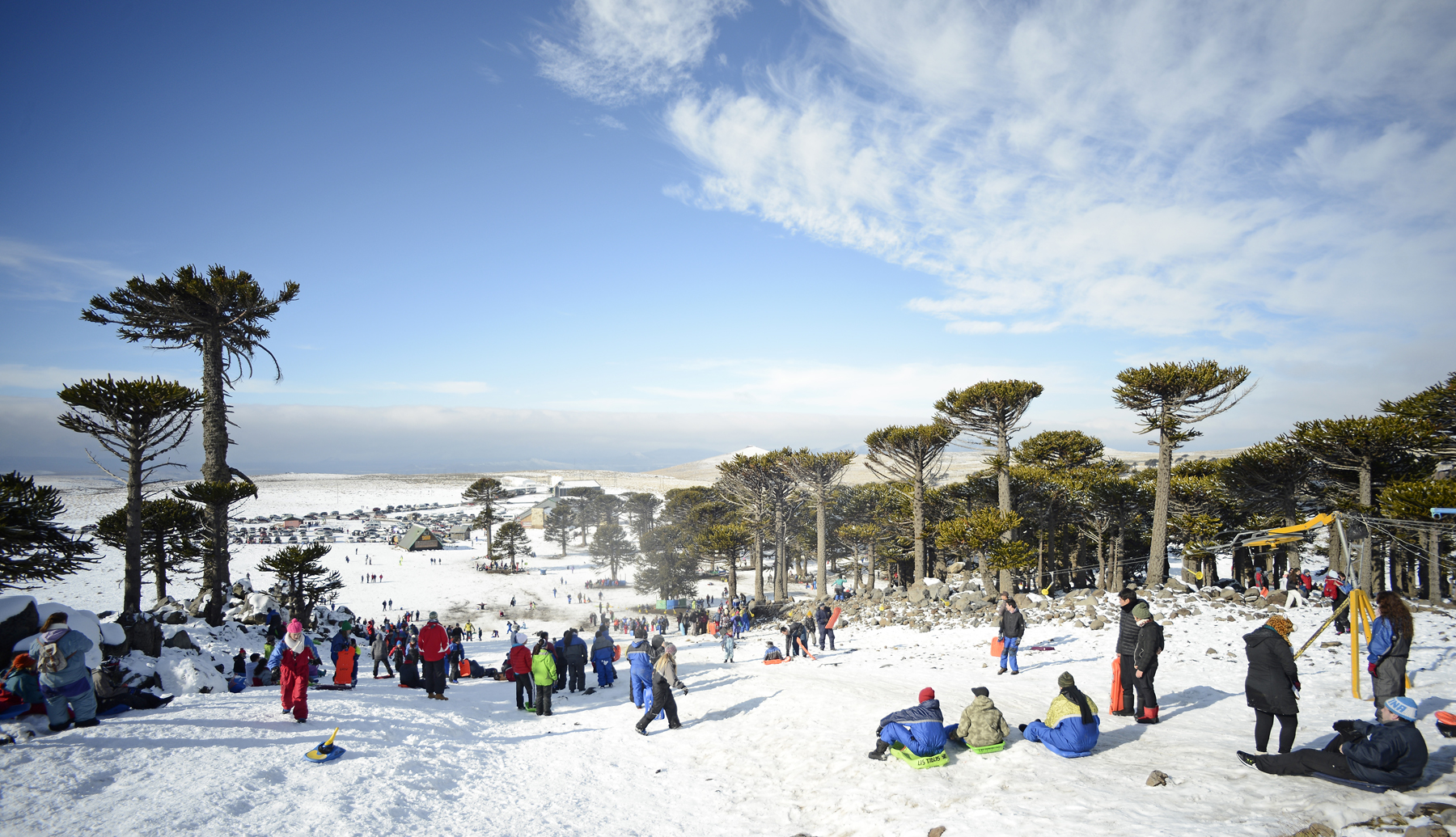 Maravilla de la Patagonia. Nieve y araucarias, el hermoso escenario que ofrece Primeros Pinos en el centro oeste de la provincia de Neuquén. 