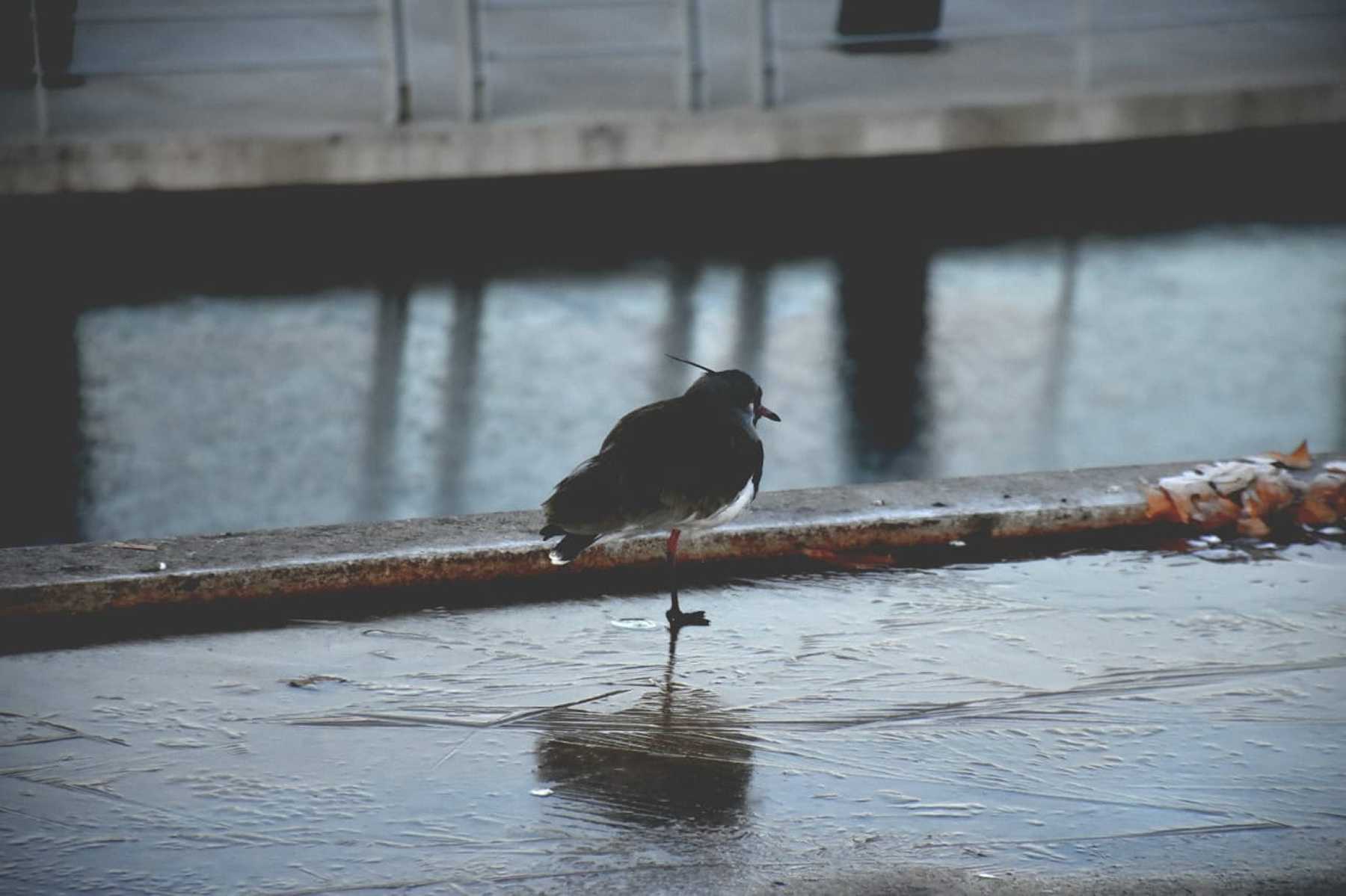 Qué son las "heladas negras". Foto Matías Subat