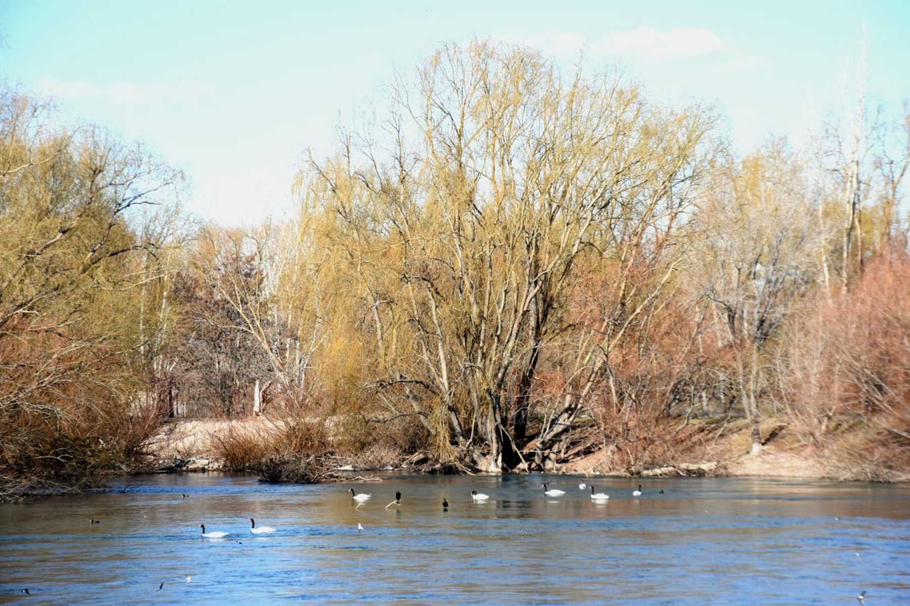 En las obras previstas en el paseo costero a la vera del río Neuquén, a la altura del club Independiente, tendrá un mirador que ya fue bautizado como "de los Cisnes" (foto Matías Subat) 