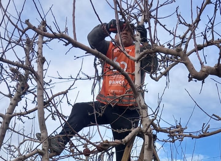 El trabajo es determinante para la calidad de la producción, pero la cantidad de interesados en realizarlo va en descenso. (Foto: Gentileza)