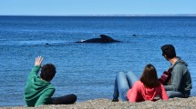 Imagen de Temporada de ballenas y actividades imperdibles en Puerto Madryn