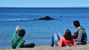 Temporada de ballenas y actividades imperdibles en Puerto Madryn