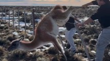 Imagen de Video: el gobernador de Santa Cruz y su hijo liberaron con mucho esfuerzo a un guanaco atrapado