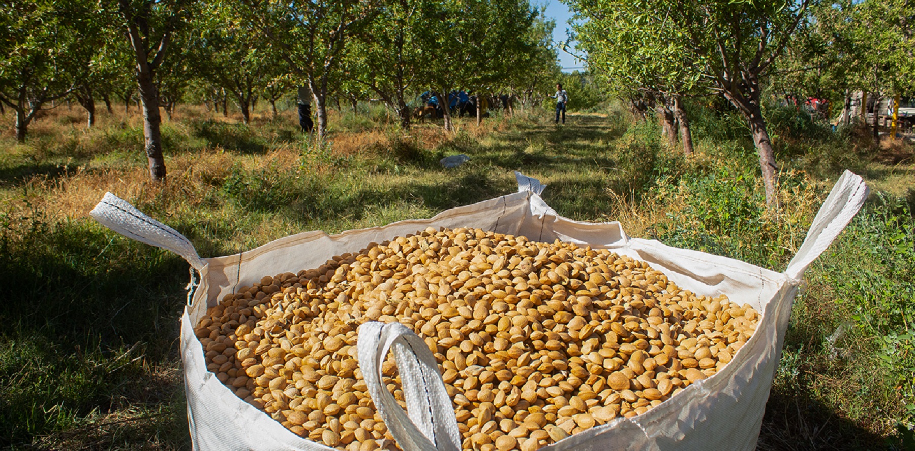 Ventajas. Las almendras y las nueces tienen larga conservación a bajo costo, consumo en aumento y baja demanda de mano de obra.