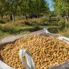 Imagen de Los frutos secos como alternativa rentable de reconversión productiva en Neuquén