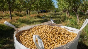 Los frutos secos como alternativa rentable de reconversión productiva en Neuquén