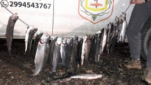 Pesca ilegal en Neuquén: no tenían permiso y les secuestraron más de 30 truchas