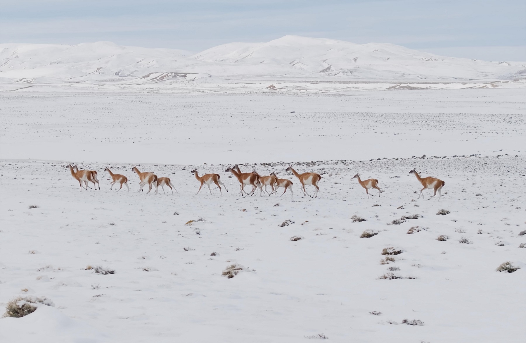 Iba Por Una Ruta De La Patagonia, Vio A Los Guanacos En La Nieve Y 