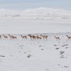 Imagen de Iba por una ruta de la Patagonia, vio a los guanacos en la nieve y filmó un video glorioso