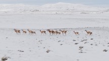 Imagen de Iba por una ruta de la Patagonia, vio a los guanacos en la nieve y filmó un video glorioso