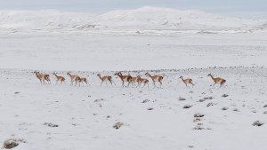Iba por una ruta de la Patagonia, vio a los guanacos en la nieve y filmó un video glorioso