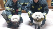 Imagen de Tierno rescate peludo en Centenario: estos caniches escaparon mientras robaban en su casa