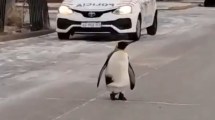 Imagen de Se cruzó un pingüino que le cortó el tránsito, el divertido video de Tierra del Fuego