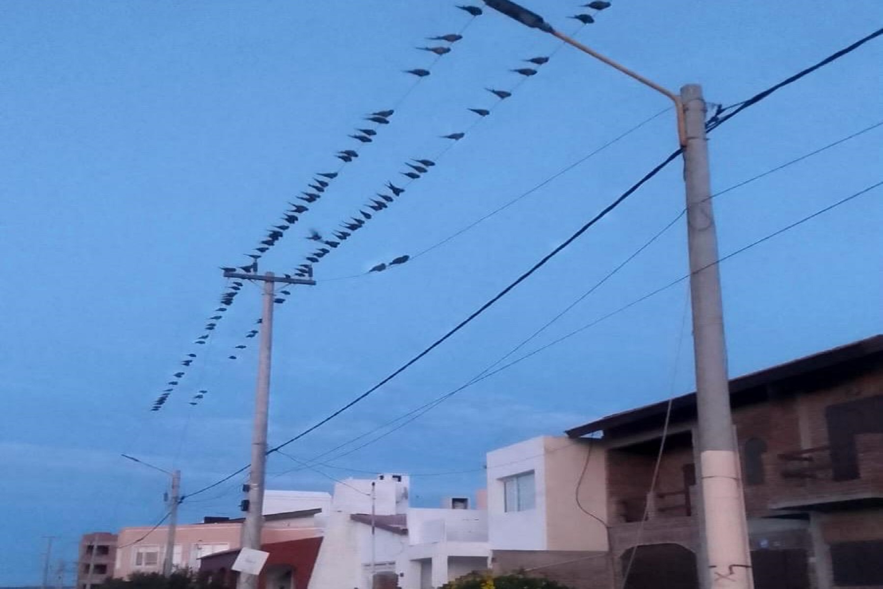 Loros barranqueros dejaron sin luz a vecinos de Las Grutas. Foto: gentileza.