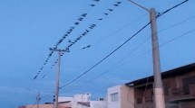 Imagen de Loros cortaron la luz en Las Grutas: hay un apagón porque causaron fallas en los cables de media tensión