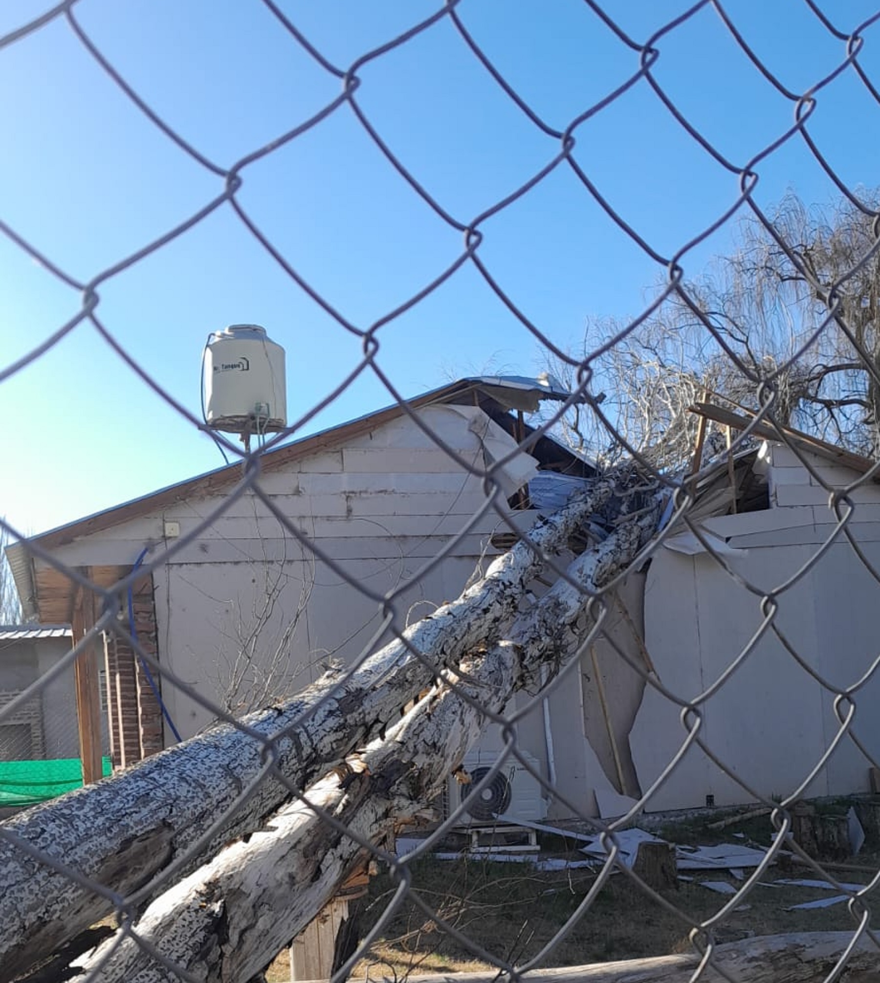 Alerta en Neuquén por fuertes vientos: un árbol terminó adentro de una casa 