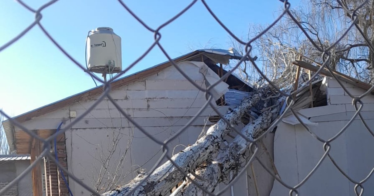 Alerta en Neuquén por fuertes vientos: varios árboles terminaron adentro de una casa thumbnail